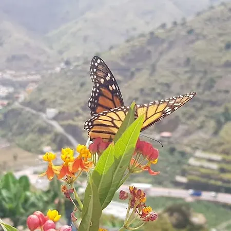 Casa Tajaraste 1 Holiday home