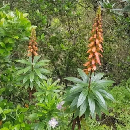 Casa Tajaraste 1 * Hermigua